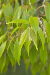 マテバシイの新芽