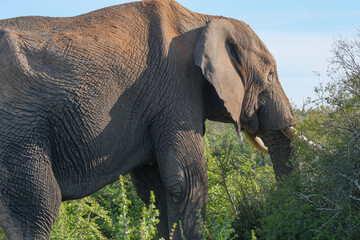 African Elephant Grazing on the Bush