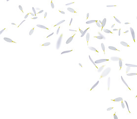 Beautiful tender petals flying on white background