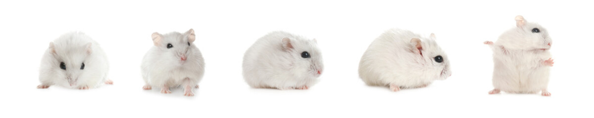 Set with cute funny hamsters on white background. Banner design