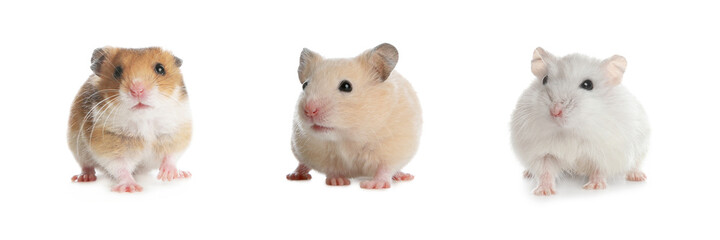 Set with cute funny hamsters on white background. Banner design