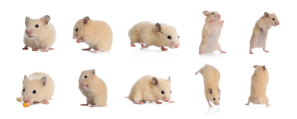 Set with cute funny hamsters on white background. Banner design