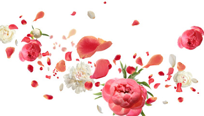 Beautiful flowers and petals flying on white background. Banner design