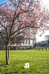 Obraz na płótnie Canvas Paris, France – March 21 2021, Magnolias blooming in Tuileries Garden park. 