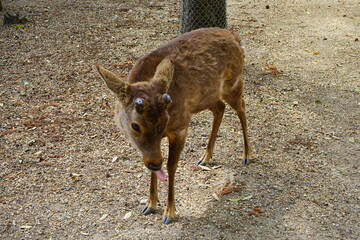 Male wild deer after cutting horns in Nara park, Japan, closeup view - 日本 奈良 奈良公園の雄鹿