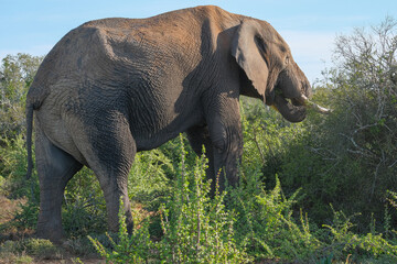 Naklejka na ściany i meble African Elephant Grazing on the Bush