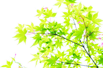 明るい色の新緑