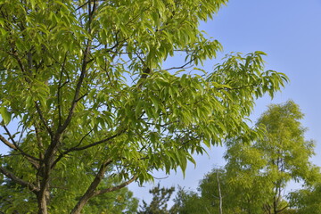 クヌギの新しい葉っぱ