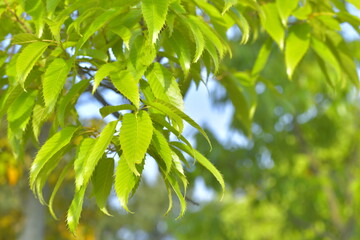 クヌギの新しい葉っぱ