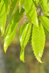 クヌギの新しい葉っぱ