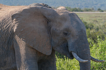 African Elephant Grazing on the Bush