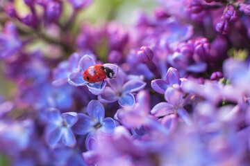 Little ladybug in lilac flowers in spring in the garden. Macro shot, selective focus with copy space