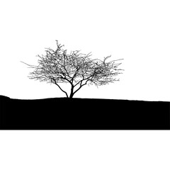 A tree on a Cliff | landscape 