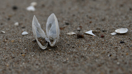 seashell, sea shells, beach, Baltic