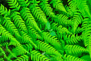 並んだシダの葉