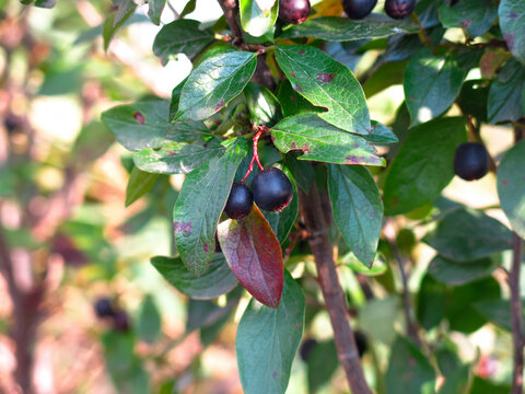 bushes of brilliant dogwood (cotoneaster lucidus) with black berries in summer