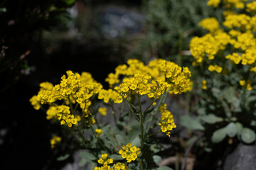 A yellow alyssum (Alysum saxatile) in spring