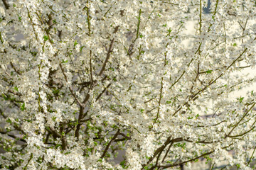 Blooming tree in the spring morning on a blurred background.