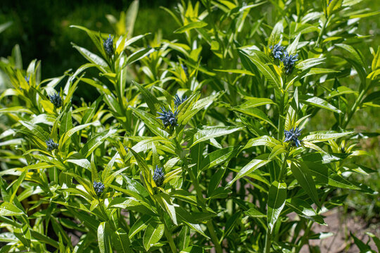 Hubricht's bluestar flower (Amsonia hubrichtii)