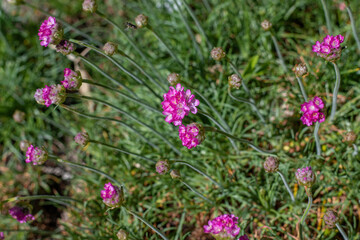 Beautiful pink magenta Sea thrift Armeria Maritima flowers in summer garden
