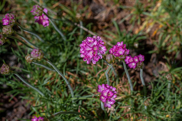 Beautiful pink magenta Sea thrift Armeria Maritima flowers in summer garden