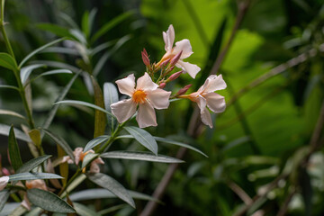 Close up white (Oleander Nerium)   flower in nature garden