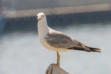 Detailed portrait of   Yellow-legged gull (larus michahellis)