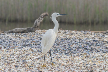 Little white Egret, Egreta garzetta in natural environment