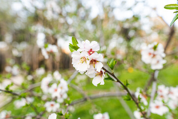Close up photo of a white flower from an almond tree in a park in Madrid