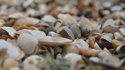 seashell, sea shells, beach, Baltic