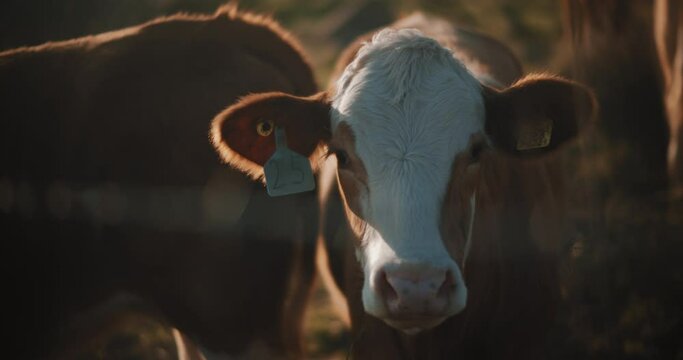 Beautiful brown cow looking at the camera, standing behind the fence, grazing. Slow motion. 