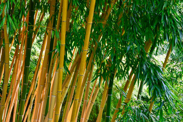 Blick auf Bambusstauden