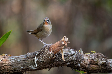 Siberian Rubythroat