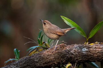 Siberian Rubythroat