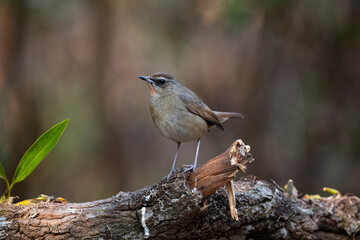 Obraz premium Siberian Rubythroat