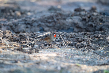 Siberian Rubythroat