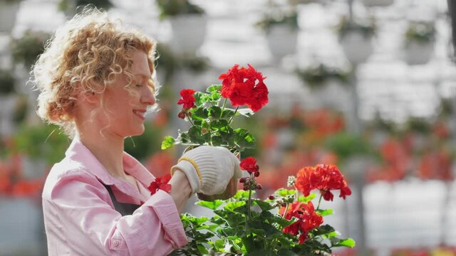 beautiful blonde curly woman gardener in grey apron standing and smiling in a greenhouse, full of colorful geranium flowers