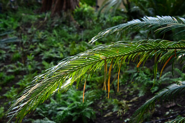 Nahaufnahme eines Palmwedels vor grünem Bokeh
