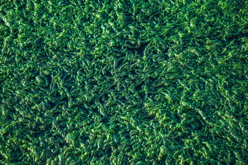 green moss on the pond