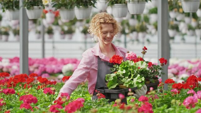 Blonde female florist carrying potted flower plants in greenhouse arranging them for sale. Flower shop preparation.