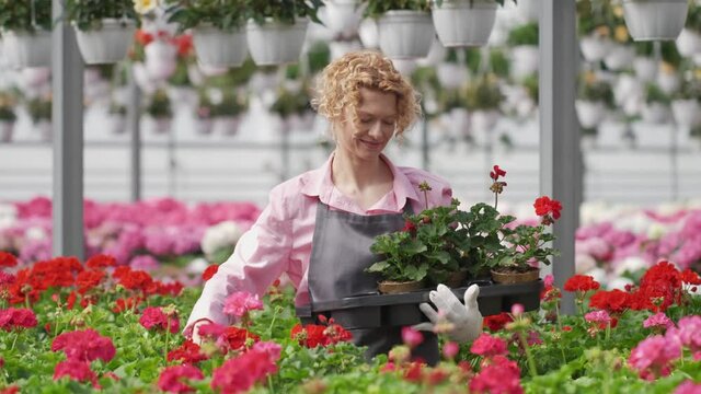 Beautiful curly woman gardener is holding a pot with beautiful flowers. A blonde in a gray apron takes care and checks the flowering plants in the greenhouse. Gardening and summer concept