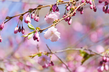 Fototapeta na wymiar Beautiful cherry blossom or Sakura flower on nature background