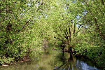 Fototapeta premium ruisseau_