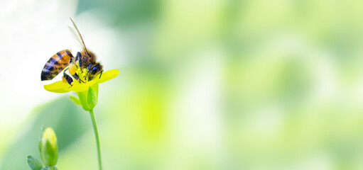 The bee collects nectar. Copy space. Soft background. Banner format. Free space for your design....