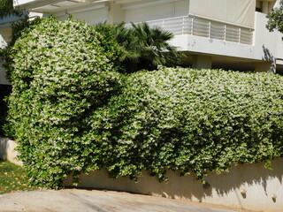 Southern or star jasmine,or Trachelospermum or Rhynchospermum jasminoides, in full bloom, covering a wall