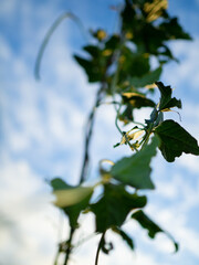 Spring Tree and sky