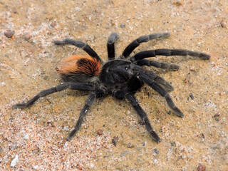 Aranha Caranguejeira_Mygalomorphae_Cerrado
