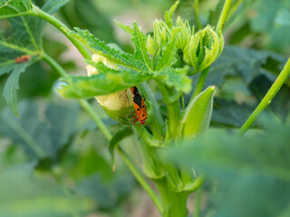 Bug on the Green leaf