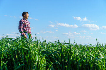 a man as a farmer poses in a field, dressed in a plaid shirt and jeans, checks and inspects young sprouts crops of wheat, barley or rye, or other cereals, a concept of agriculture and agronomy