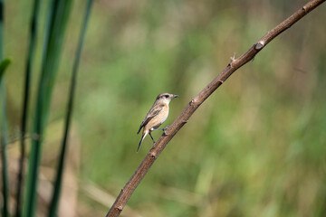 Siberian stonechat